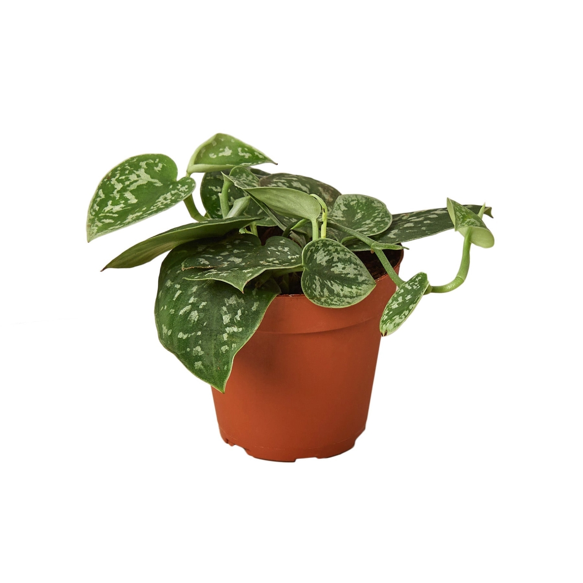 4-POTHOS-SATIN-NURSERY.POT 4 in. Pothos Satin Nursery Pot