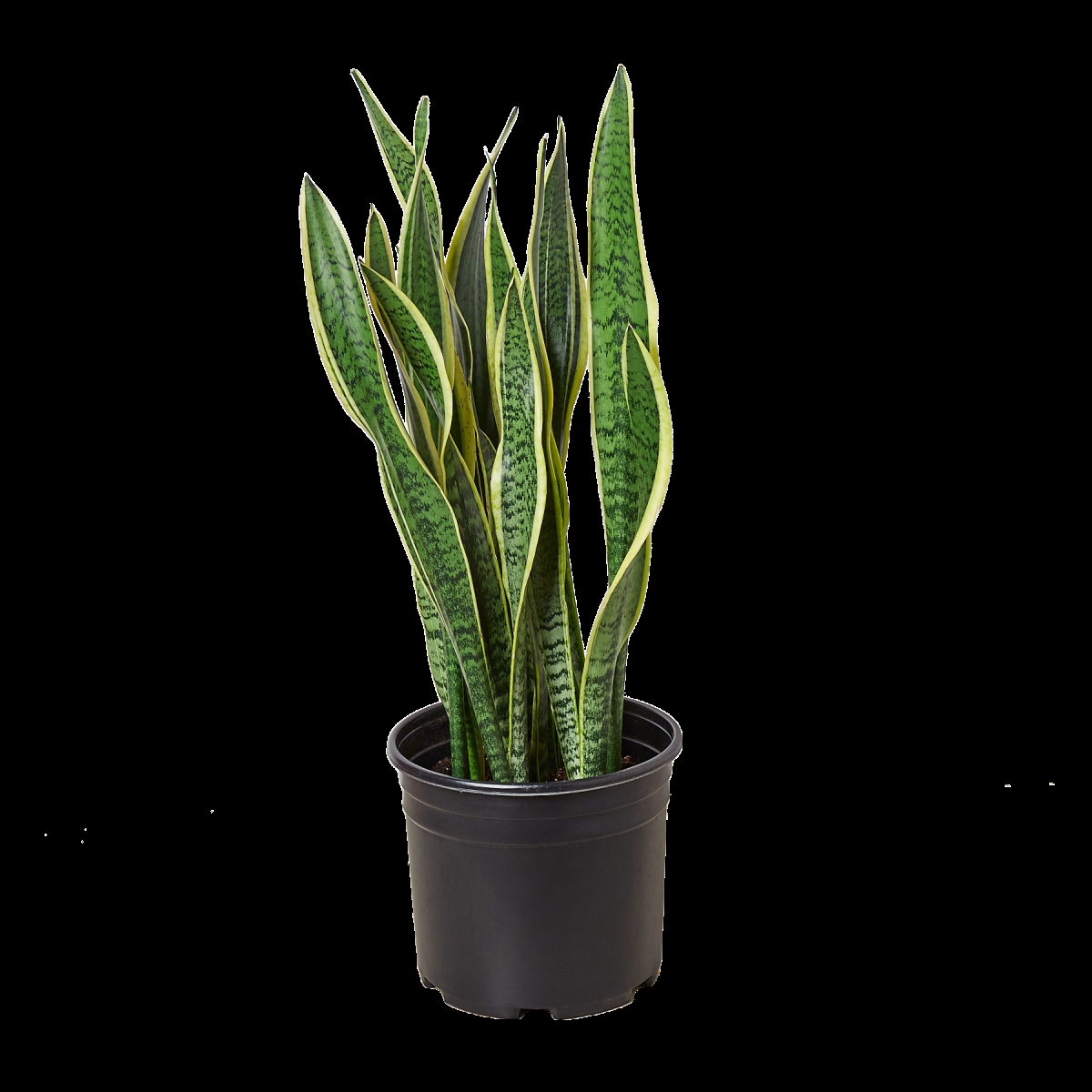 8-SNAKE-LAURENTII Snake Laurentii Plant