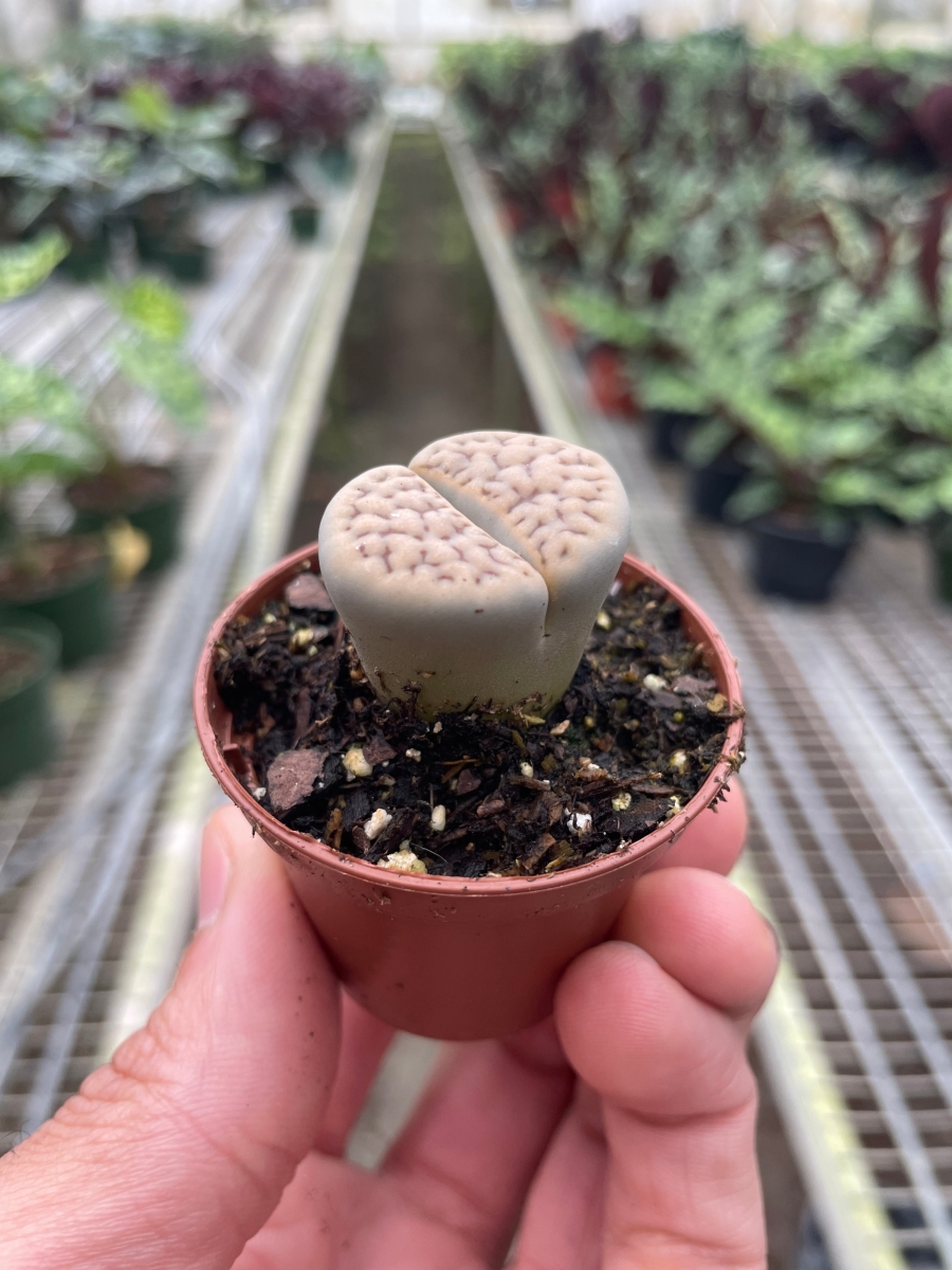 2-SUCC-LITHOP-LIVING.STONE Lithop Living Stone