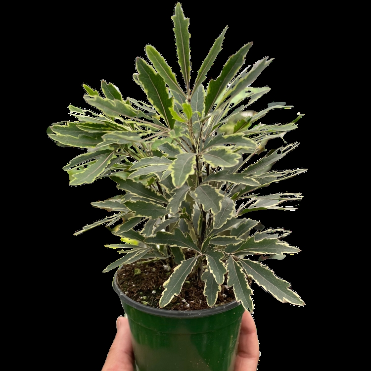 3-ARALIA-BIANCA Aralia Bianca Plant
