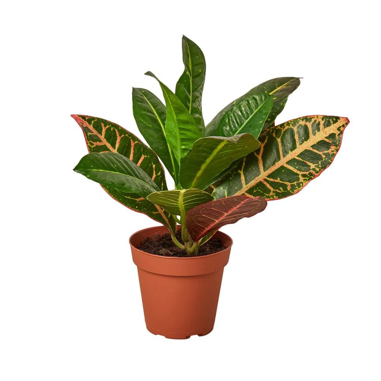 3-CROTON-PETRA Croton Petra Josephs Coat Plant