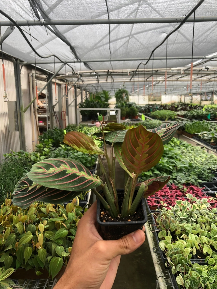 3-MARANTA-RED Maranta Red Prayer Plant