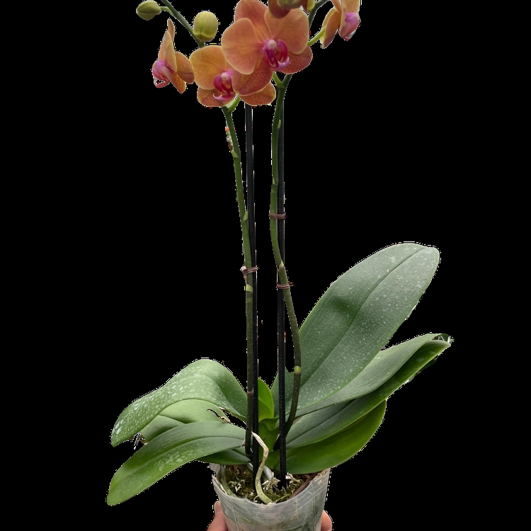 3-PHALAENOPSIS-ORANGE-DS 3 in. Pot Orchid Orange Phalaenopsis DS Plant