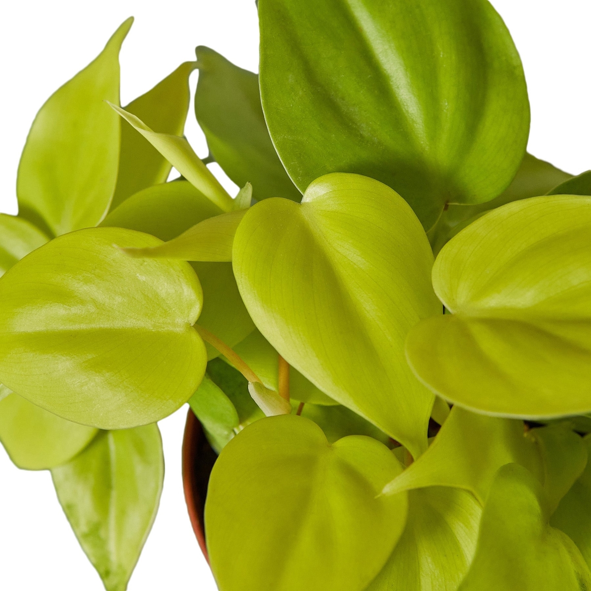 3-PHILODENDRON-NEON 3 in. Pot Philodendron Neon Plant