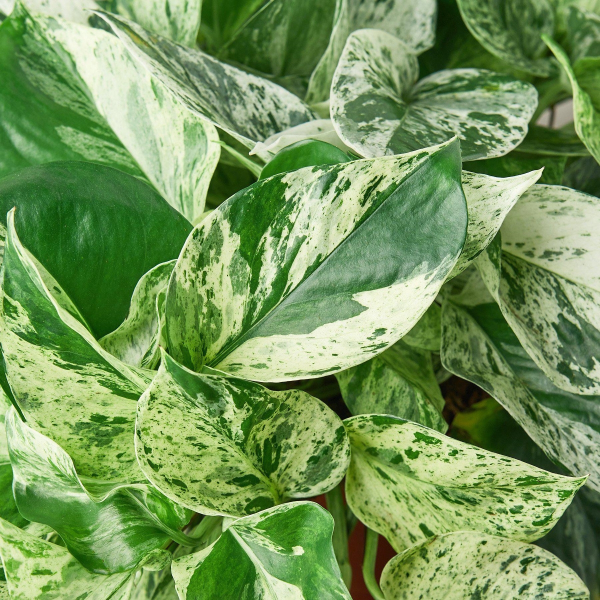 3-POTHOS-MARBLE.QUEEN 3 in. Pot Pothos Marble Queen Plant