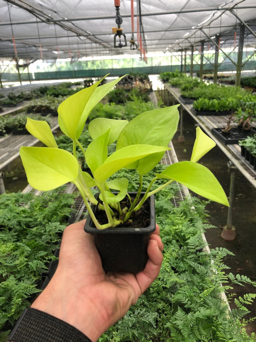 3-POTHOS-NEON Pothos Neon Plant