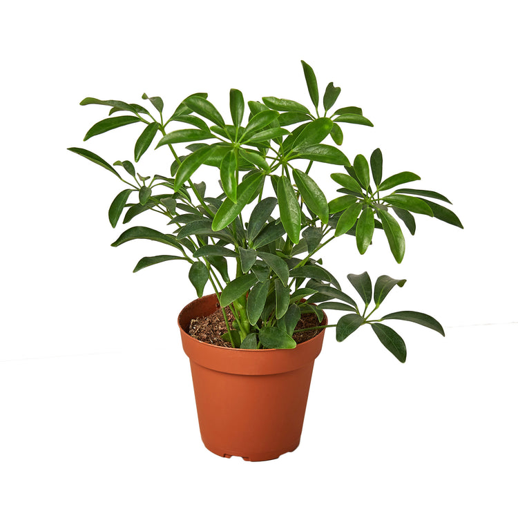 3-SCHEFFLERA-ARBORICOLA Schefflera Arboricola Umbrella Plant