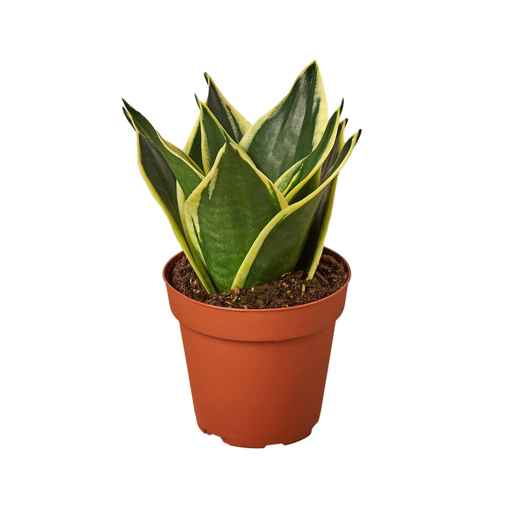 3-SNAKE-BLACK.GOLD 3 in. Pot Snake Plant, Black & Gold
