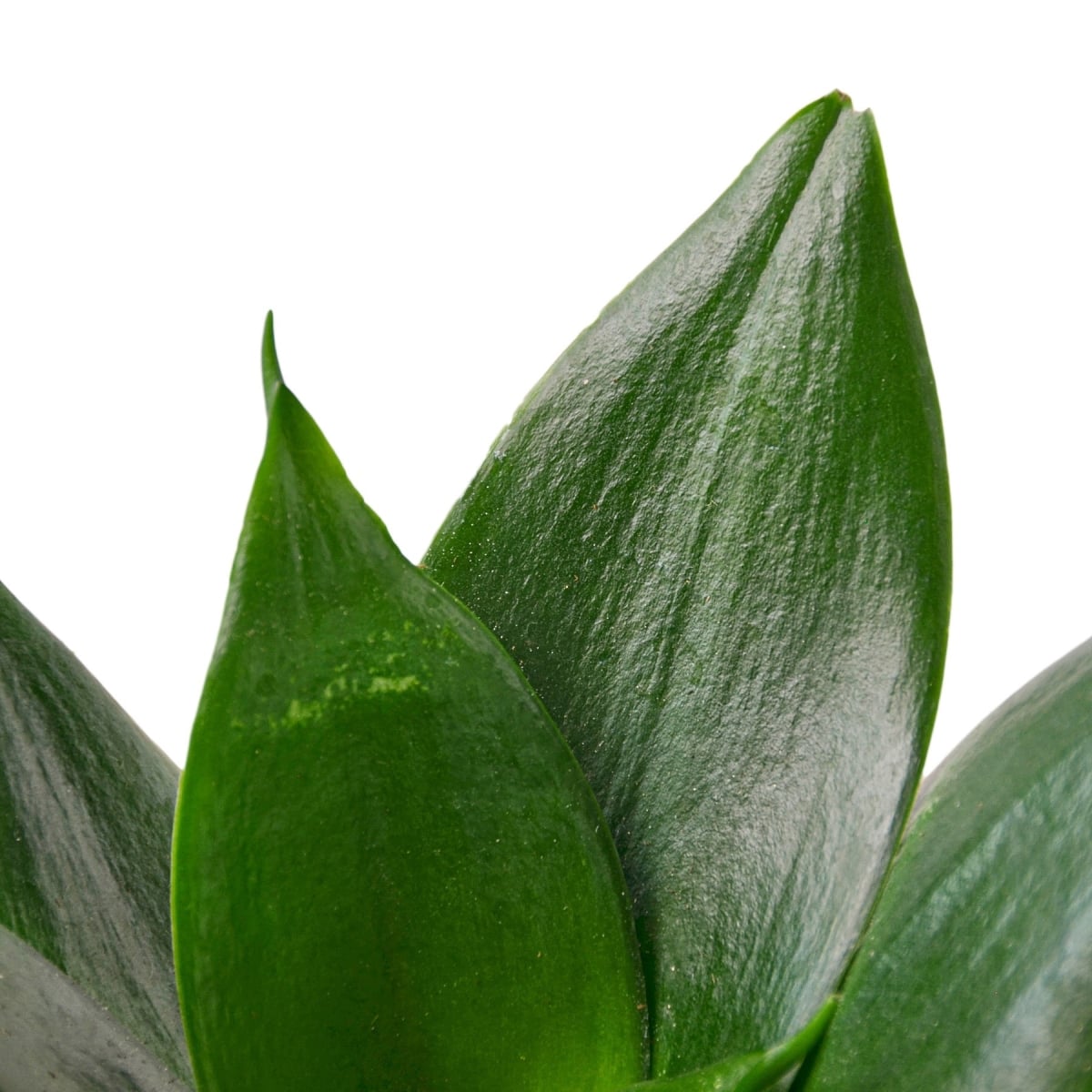 3-SNAKE-JADE.STAR 3 in. Pot Snake Plant, Jade