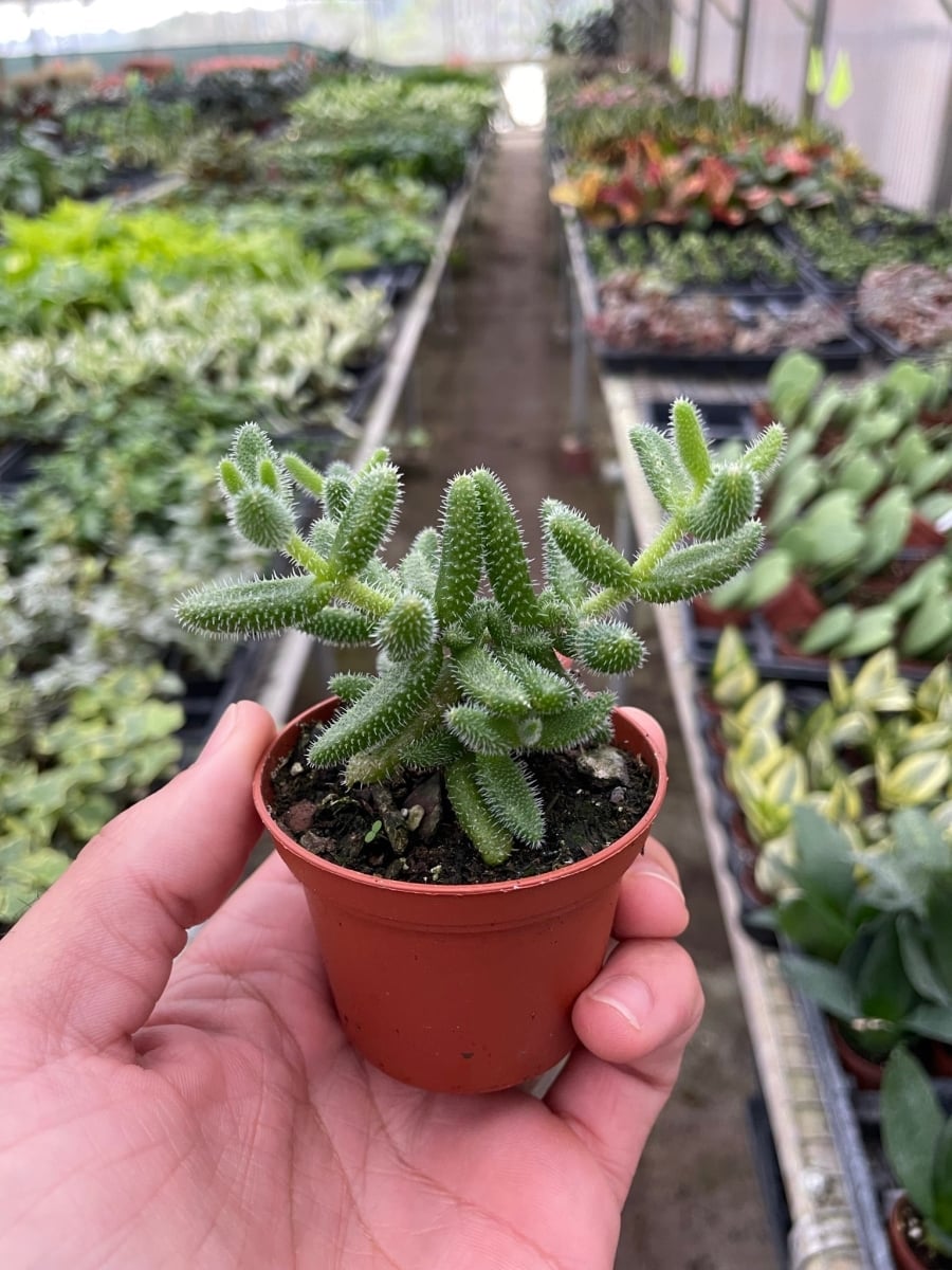 3-SUCC-DELOSPERMA-PICKLE.PLANT Delosperma Echinatum Pickle Plant