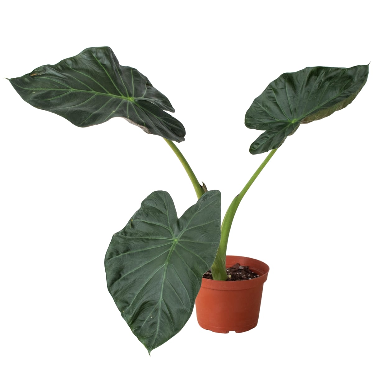 4-ALOCASIA-REGAL.SHIELD Alocasia Regal Shields Plant