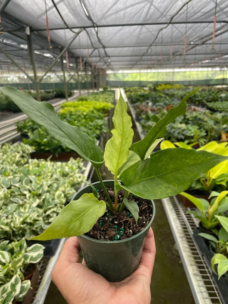 4-ANTHURIUM-HOOKERI.VAR 4 in. Anthurium Hookeri Variegated Plant