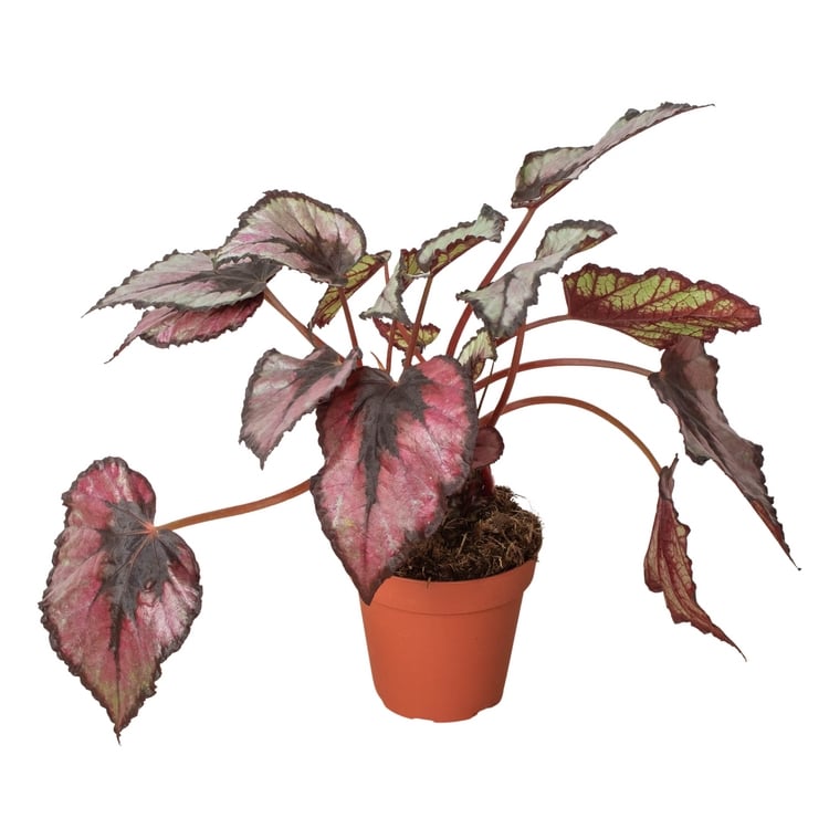 4-BEGONIA-REX 4 in. Pot Begonia Rex Plant