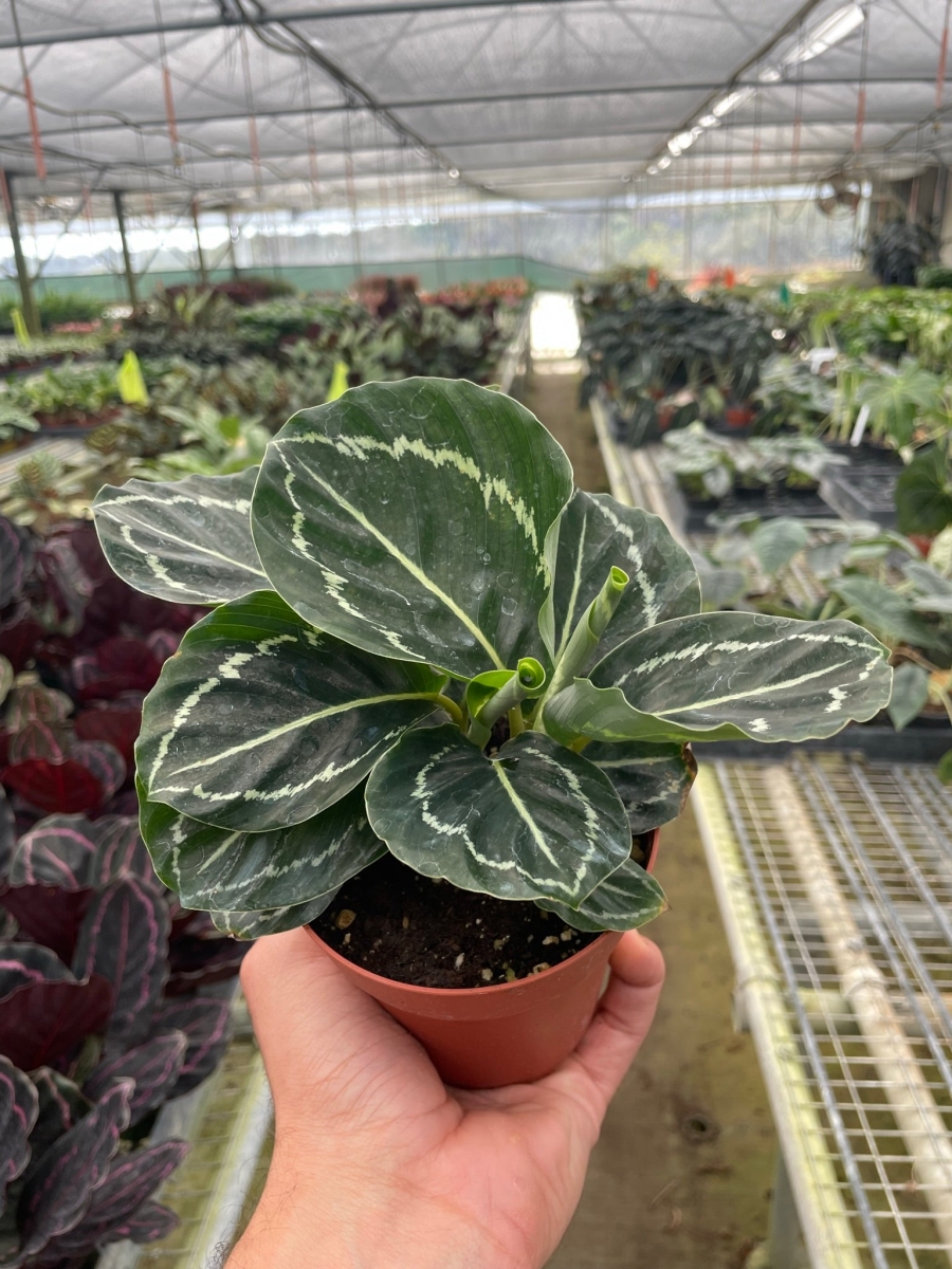 4-CALATHEA-GREEN.GODDESS Calathea Green Goddess Plant