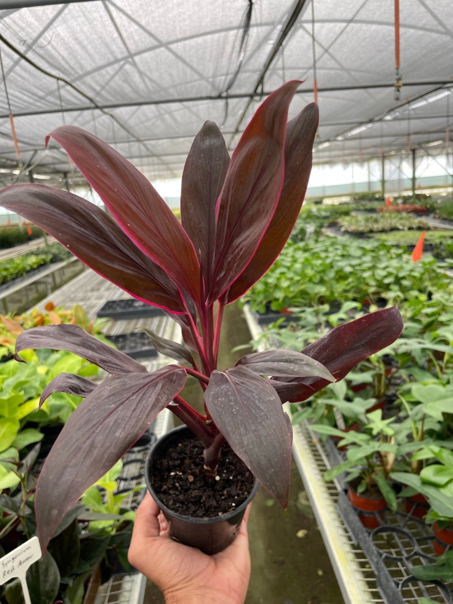 4-CORDYLINE-CALYPSO.QUEEN Cordyline Calypso Queen