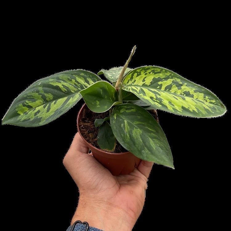 4-HOMALOMENA-CAMOUFLAGE Homalomena Camouflage Plant