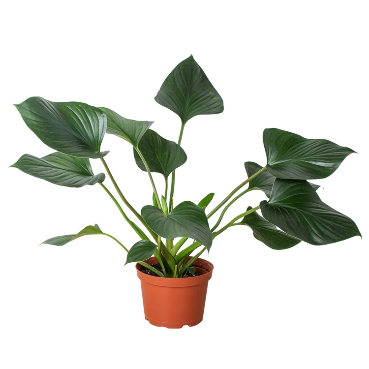 4-HOMALOMENA-EMERALD.GEM Homalomena Emerald Gem Plant
