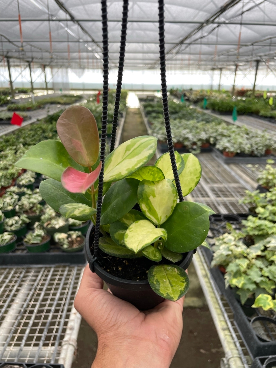 4HOYALISA Hoya Lisa Plant
