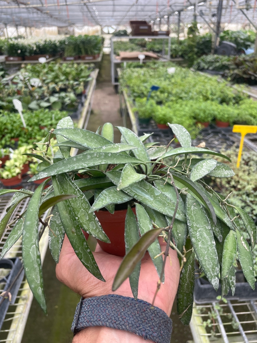 4-HOYA-WAYETII.VAR Hoya Wayetii Variegated Plant