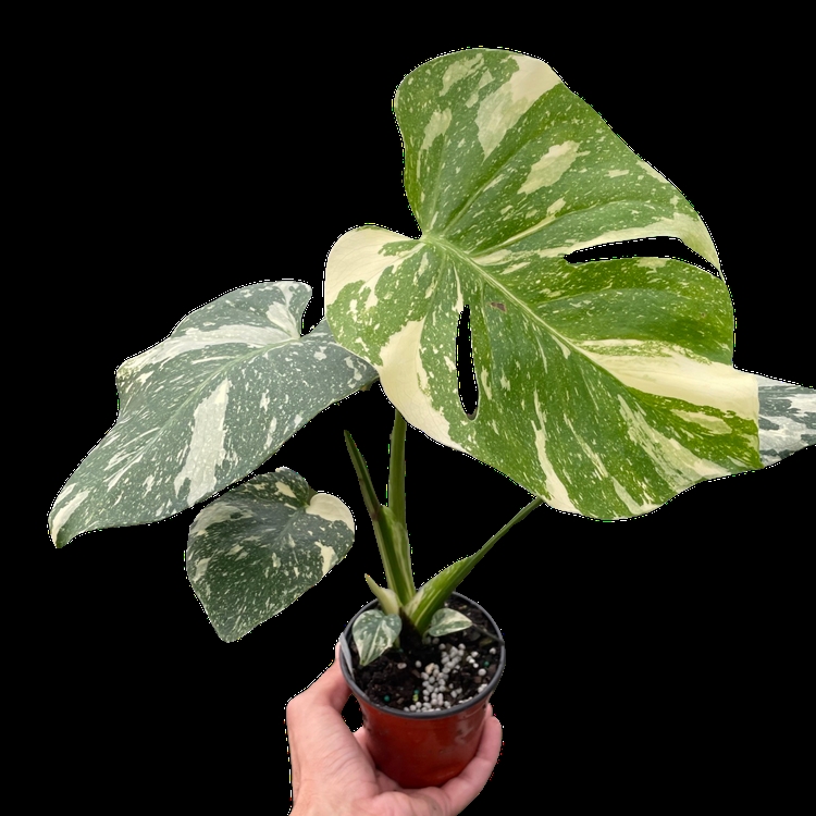 4-MONSTERA-THAI.CONSTELLATION Monstera Thai Constellation Plant