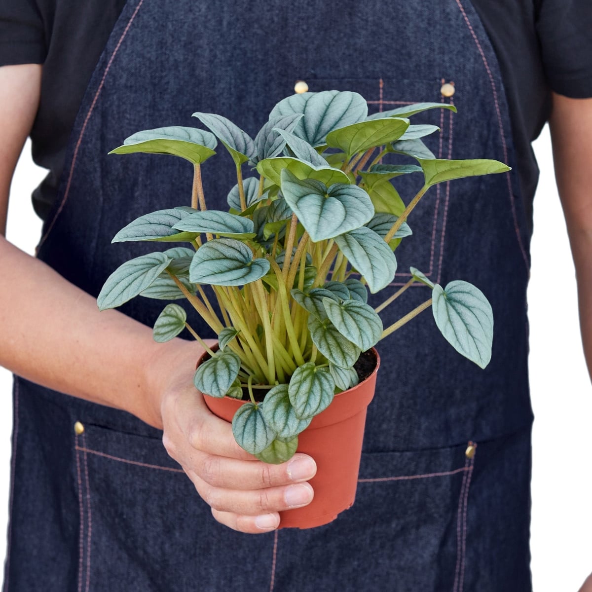 4-PEPEROMIA-FROST Peperomia Frost Plant