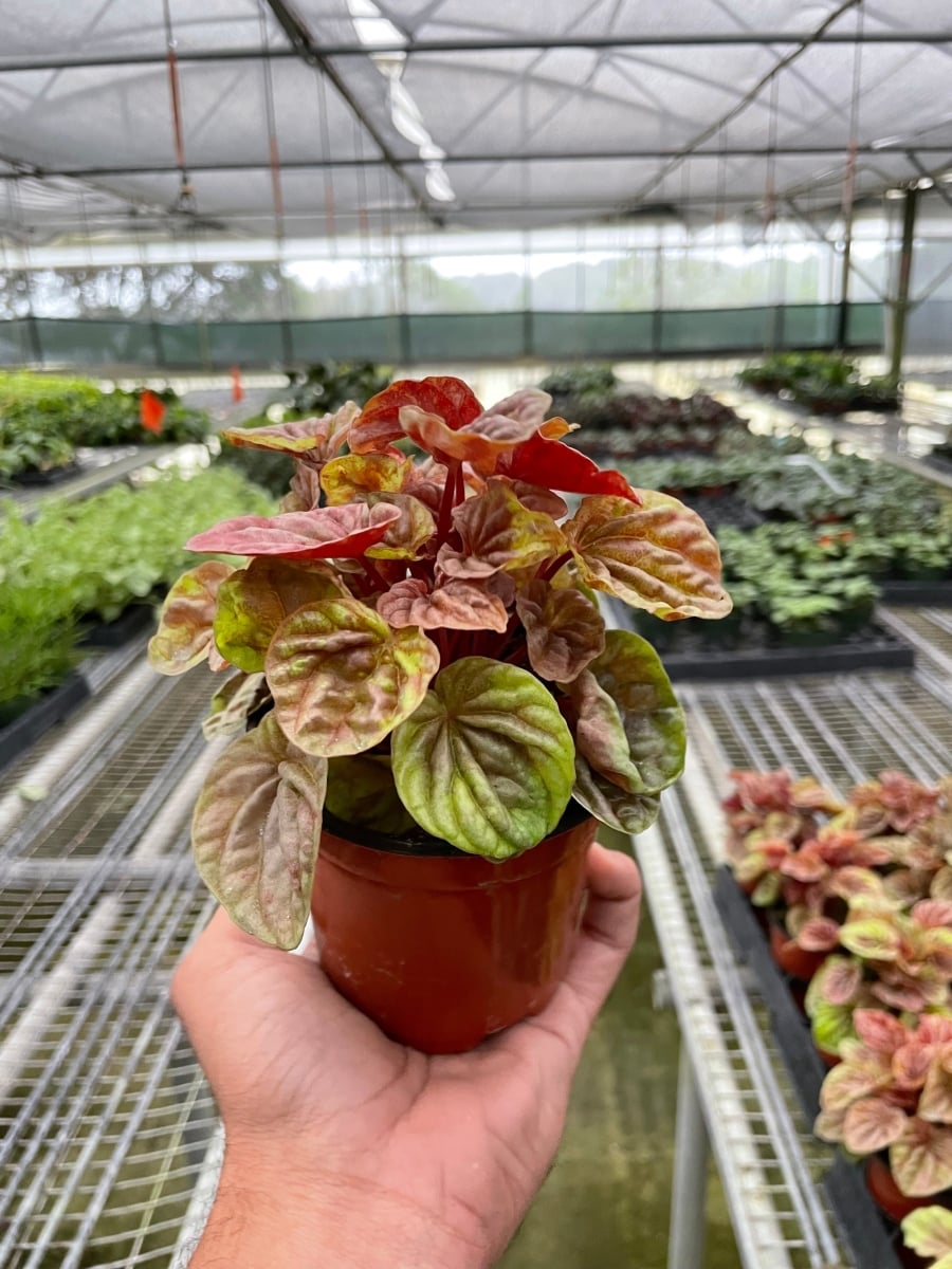 4-PEPEROMIA-QUITO 4 in. Pot Peperomia Quito Plant
