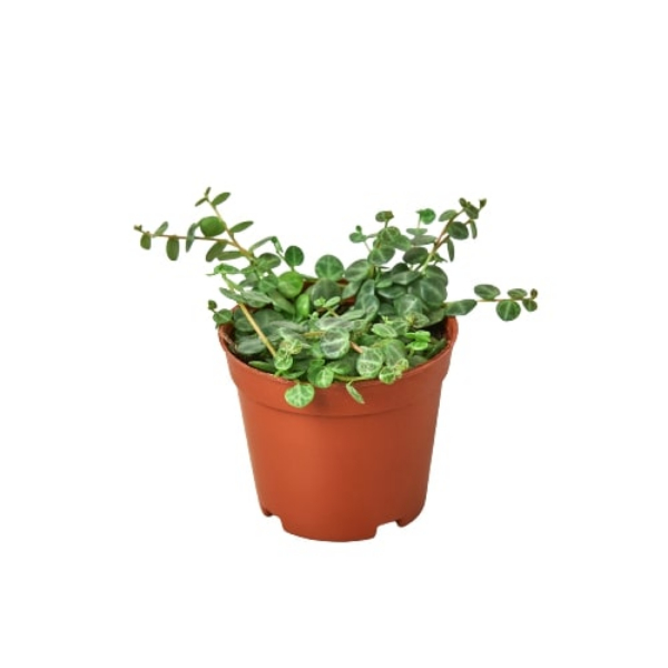 4-PEPEROMIA-STRING.OF.TURTLES Peperomia Prostrata String of Turtles Plant