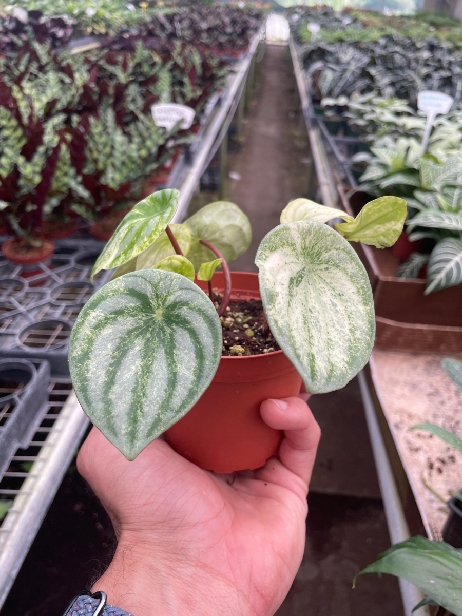 4-PEPEROMIA-WATERMELON.VAR 4 in. Pot Peperomia Watermelon Variegated Plant