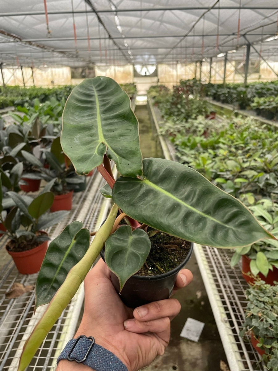 4-PHILODENDRON-BILLIETIAE Philodendron Billietiae Plant
