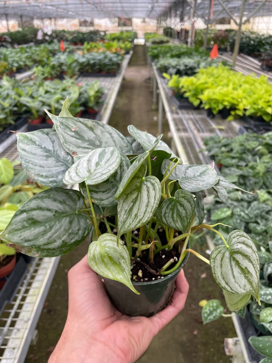 4-PHILODENDRON-BRANDI Philodendron Brandi Plant
