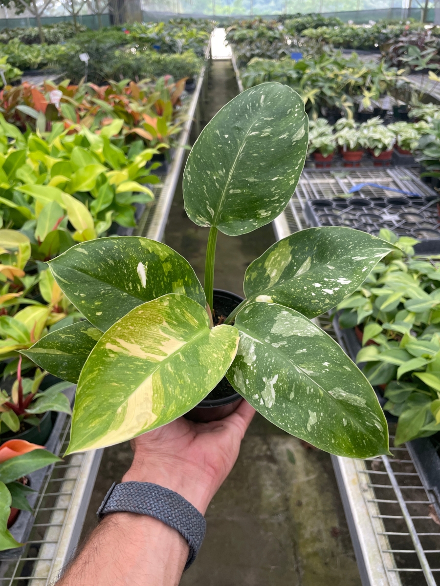 4-PHILODENDRON-CONGO.NUCLEAR 4 in. Philodendron Congo Nuclear Plant
