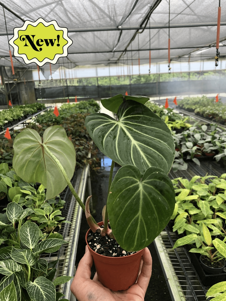 4-PHILODENDRON-GLORIOSUM Philodendron Gloriosum Plant