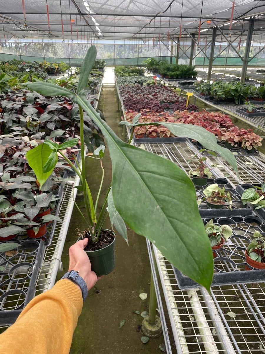 4-PHILODENDRON-JOEPII 4 in. Pot Philodendron Joepii Plant