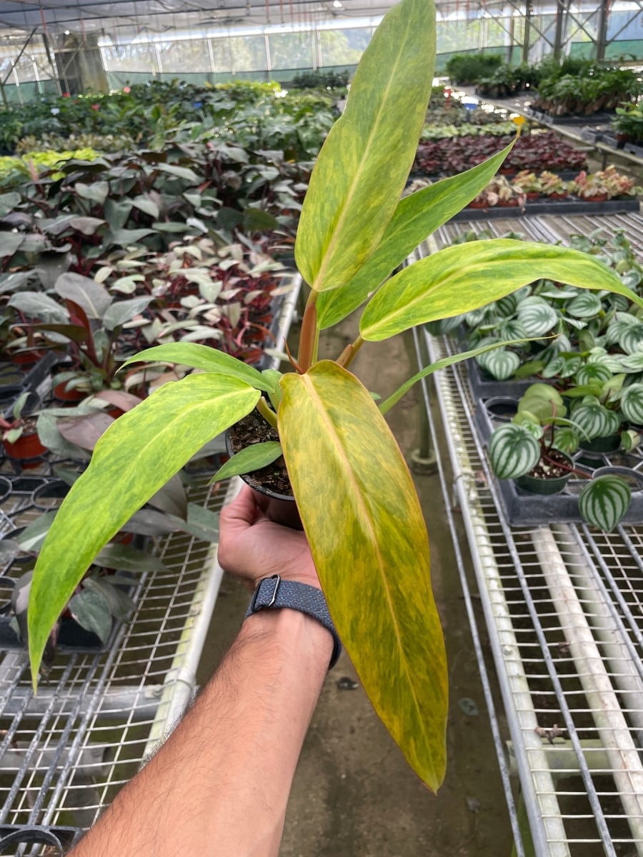 4-PHILODENDRON-ORANGE.MARMALADE Philodendron Orange Marmalade Plant