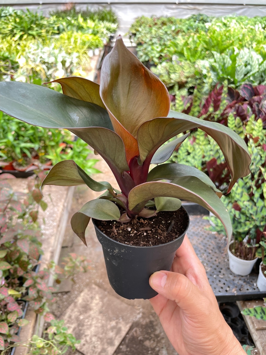 4-PHILODENDRON-RED.HEART 4 in. Philodendron Red Heart Plant