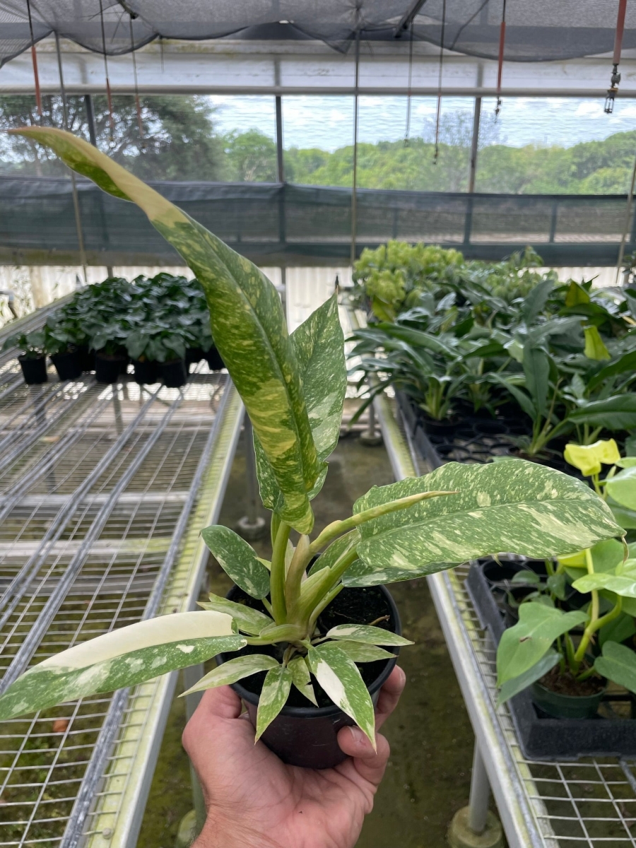 4-PHILODENDRON-RING.OF.FIRE.VAR Philodendron Ring of Fire Variegated Plant
