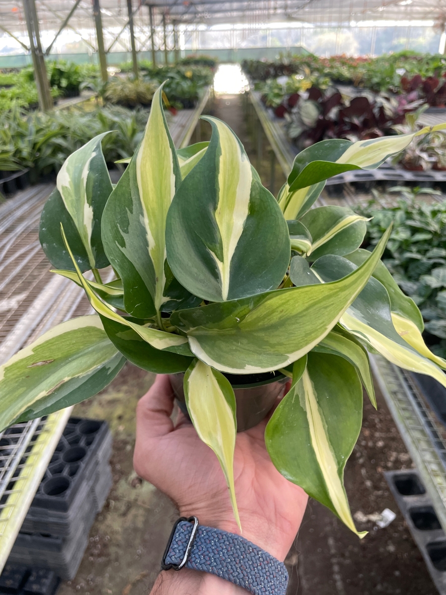 4-PHILODENDRON-SILVER.STRIPE Philodendron Silver Stripe Plant