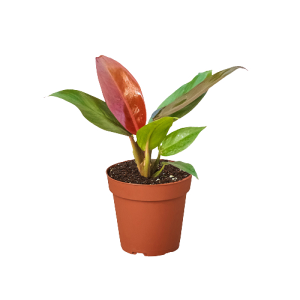 4-PHILODENDRON-SUN.RED Philodendron Sun Red Plant