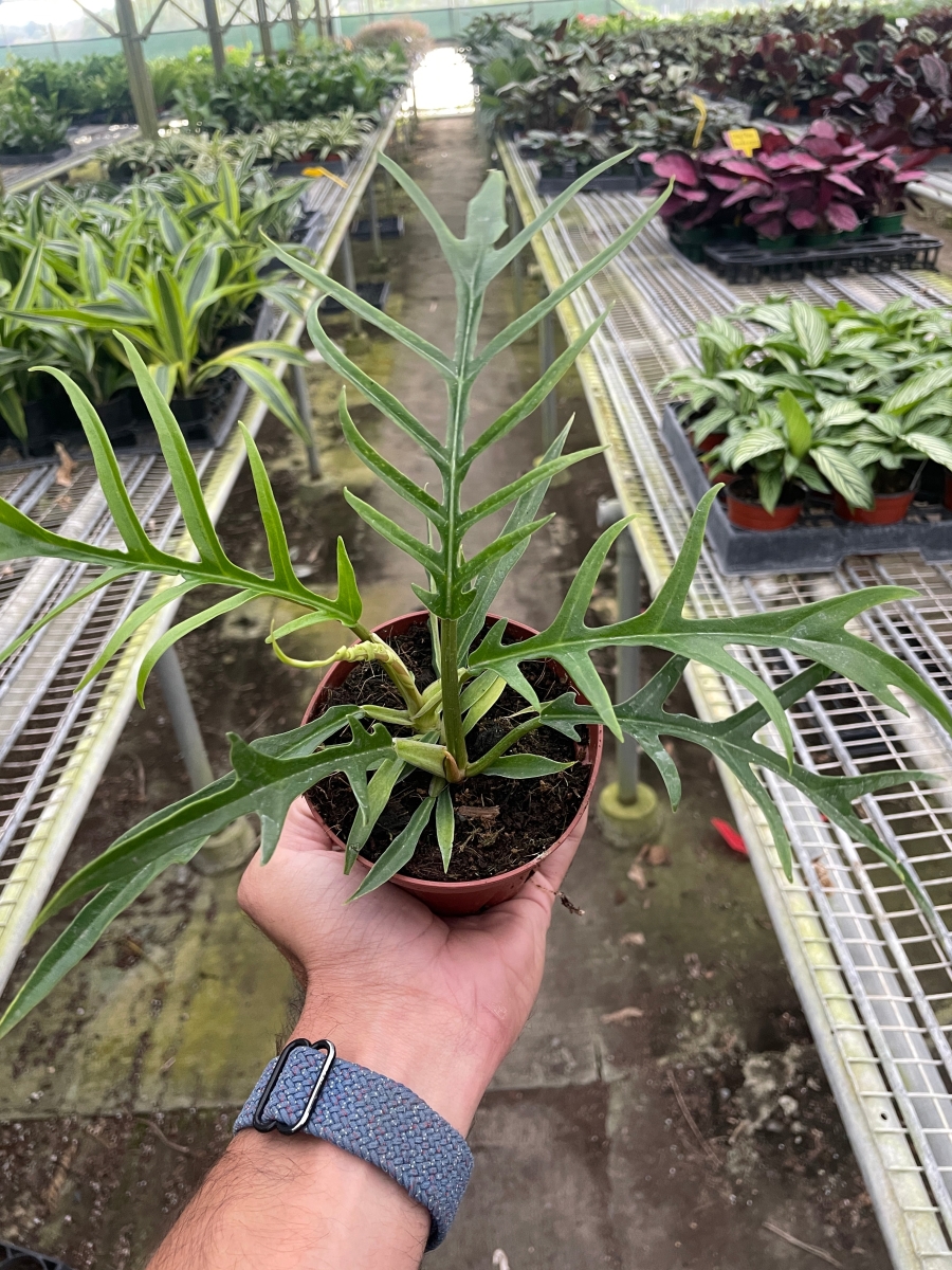 4-PHILODENDRON-TORTUM Philodendron Tortum Plant