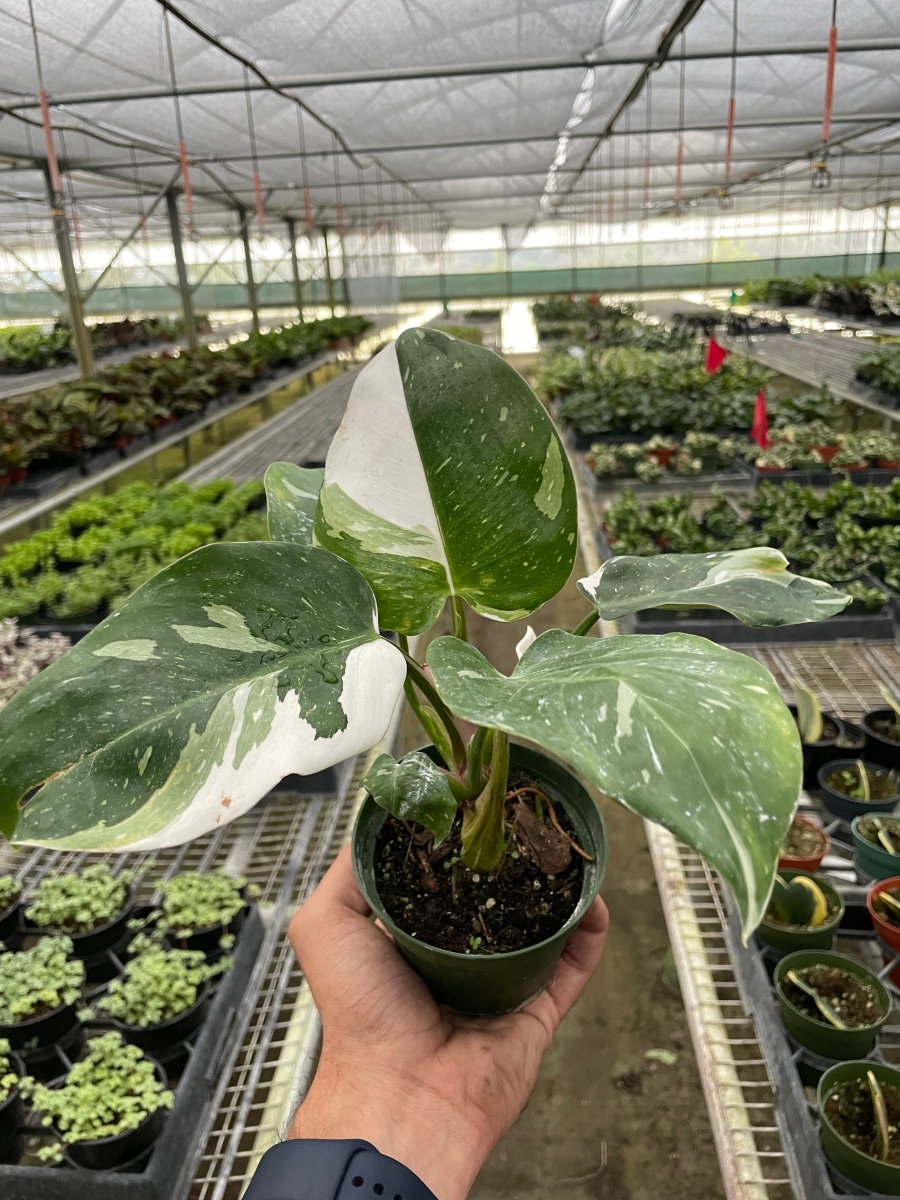 4-PHILODENDRON-WHITE.PRINCESS Philodendron White Princess Plant