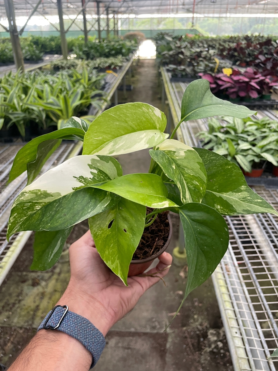 4-POTHOS-ALBO.VARIEGATA Pothos Albo Variegata Plant