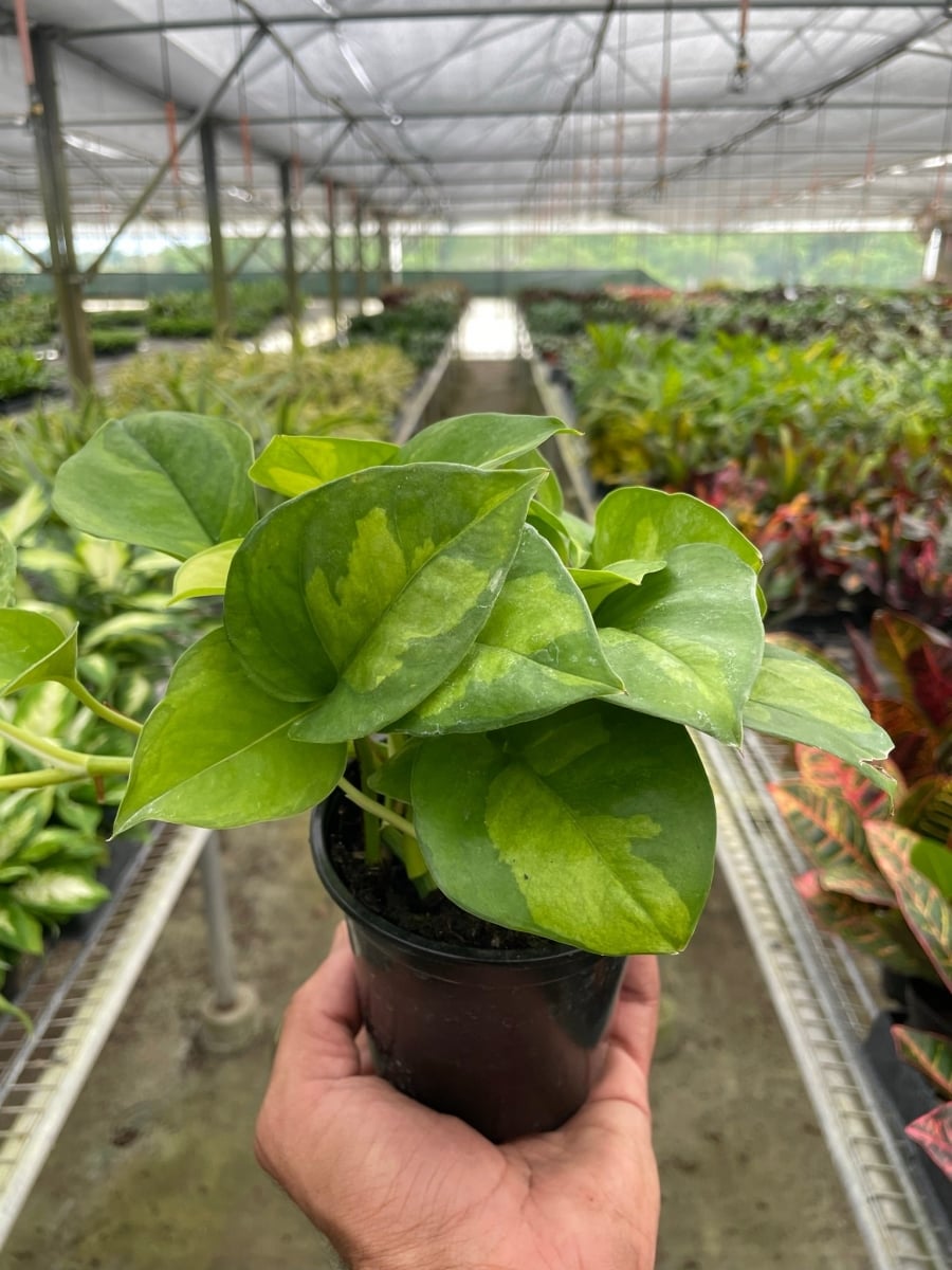 4-POTHOS-GLOBAL.GREEN Pothos Global Green Plant