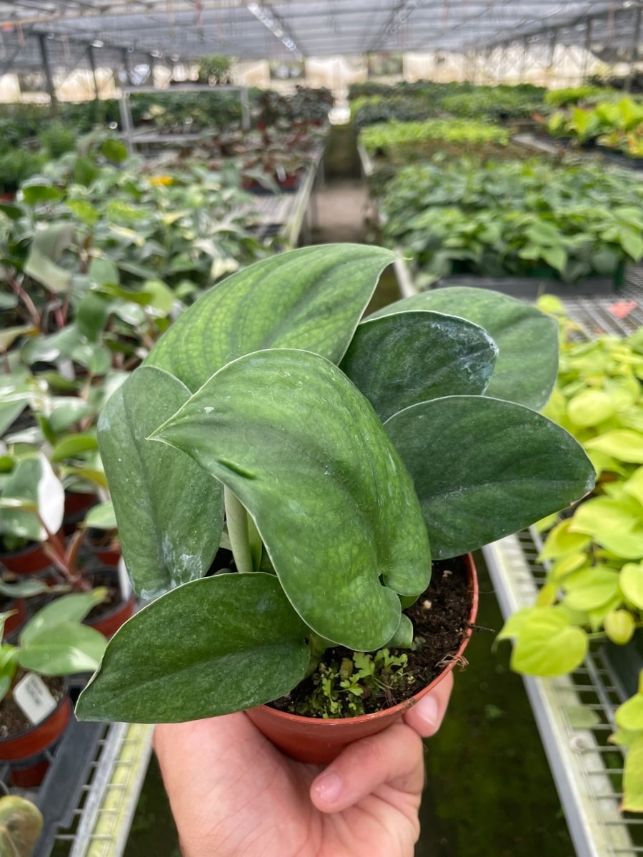 4-POTHOS-JADE.SATIN Pothos Jade Satin Plant