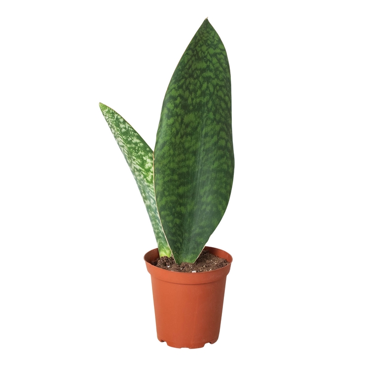 4-SNAKE-SHARK.FIN Shark Fin Snake Plant