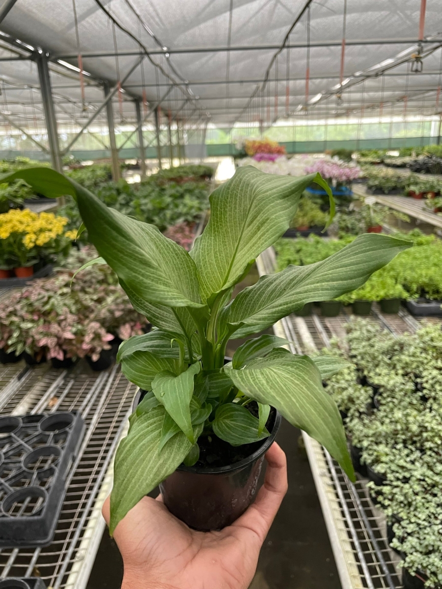 4-SPATHIPHYLLUM-PLATINUM Spathiphyllum Platinum Mist Plant