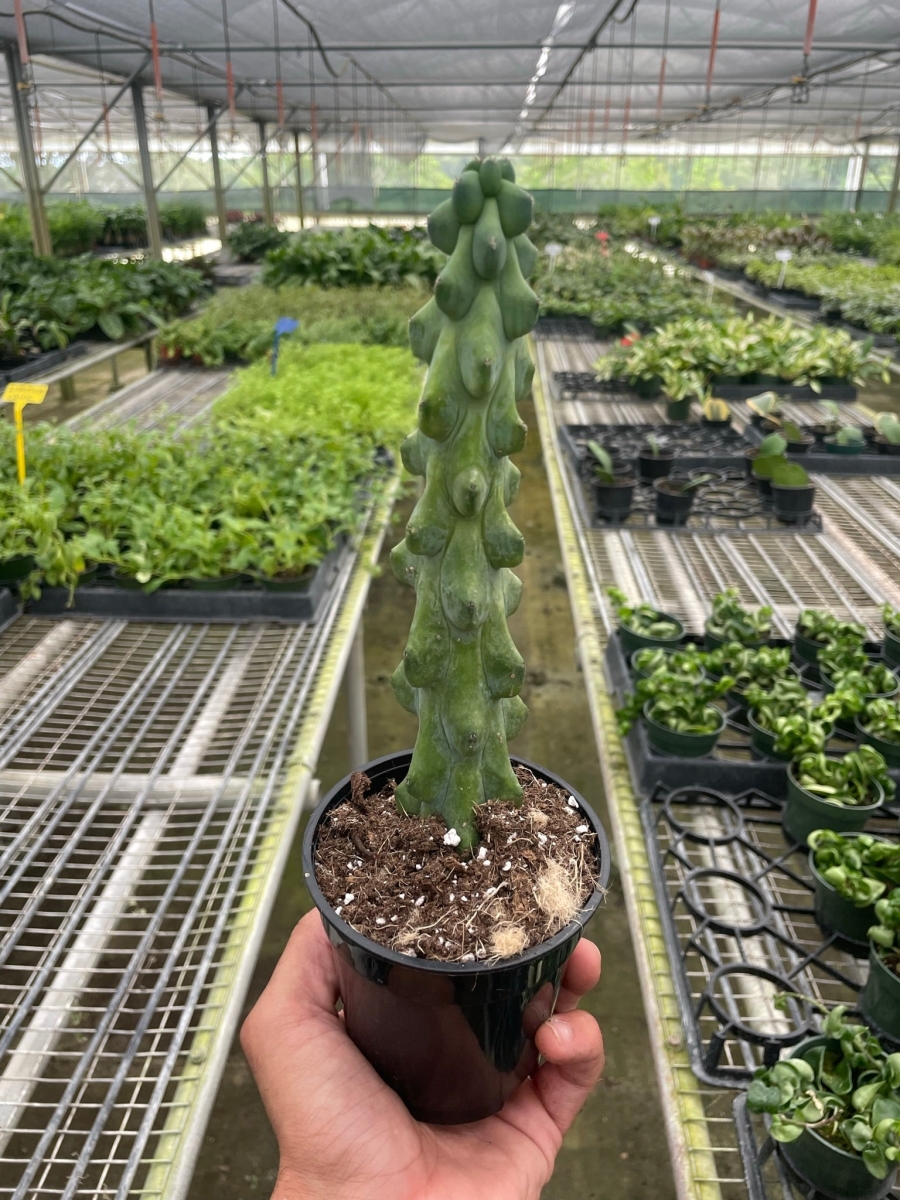 4-SUCC-CACTUS-BOOBIE Boobie Cactus Plant