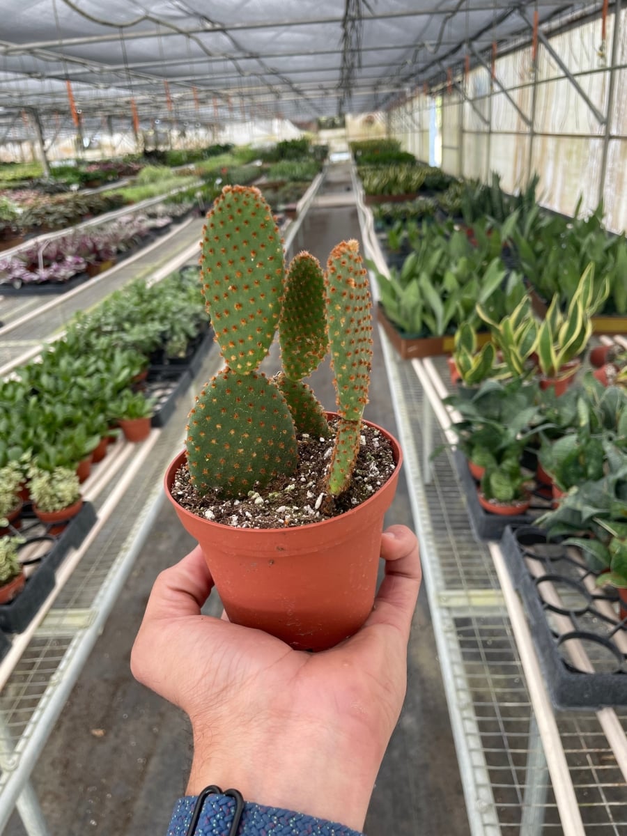 4-SUCC-CACTUS-MICODASY Opuntia Microdasys Bunny Ear Cactus Plant