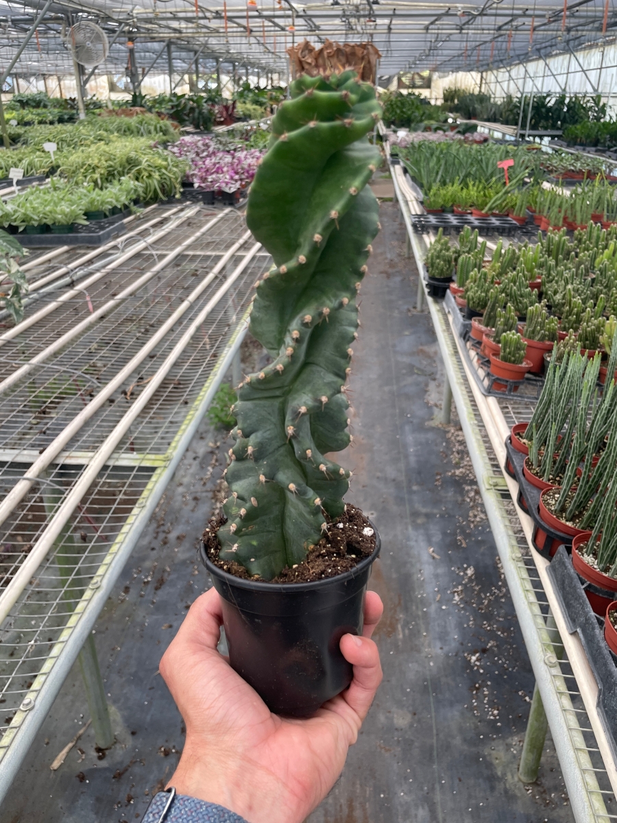 4-SUCC-CACTUS-SPIRALIS Cereus forbesii Spiralis Plant