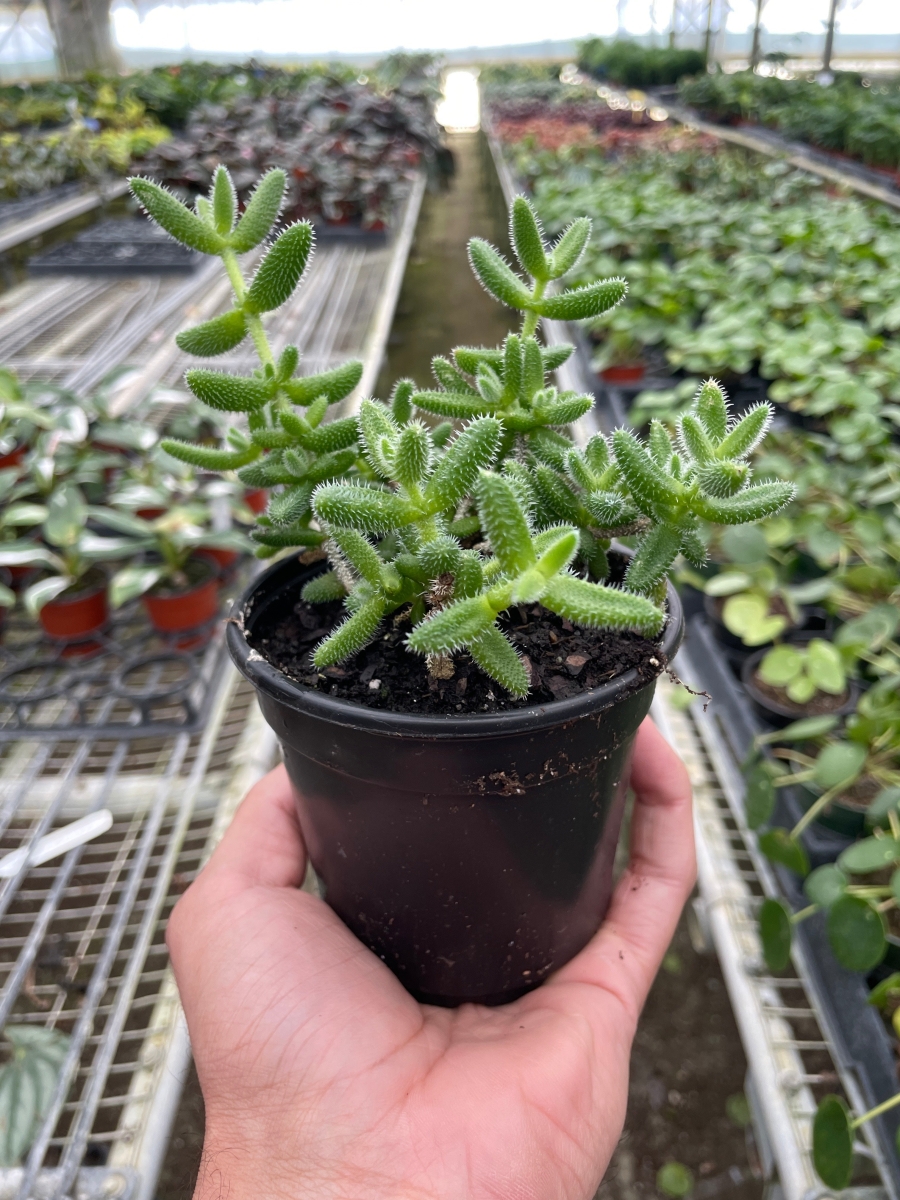 4-SUCC-DELOSPERMA-PICKLE.PLANT Delosperma Echinatum Pickle Plant