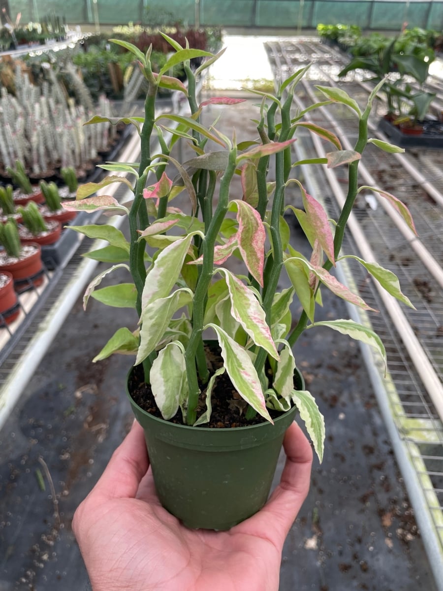 4-SUCC-EUPHORBIA-DEVILS.BACKBONE.VAR Variegated Devils Backbone Euphorbia Plant